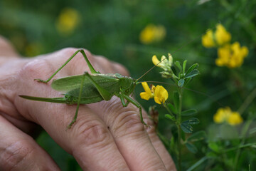 A close-up of a green grasshopper sitting on a person's hands. The photo clearly shows the insect's long antennae and its legs, clasping the fingers.
