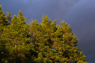The photograph shows a forest edge. Tall coniferous trees are illuminated by the last rays of the...