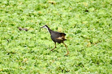 A White-breasted Waterhen forages at the water's edge. Its crisp white face and breast create a...