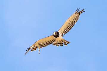 Black-chested Snake Eagle (Circaetus pectoralis), flying wings open, Kalahari, Northern Cape, South Africa.
