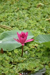 A vibrant Pink Water Lily, Nymphaea pubescens, opens its delicate petals on the water. This elegant aquatic flower, with its golden center, is a symbol of serenity and pure natural beauty