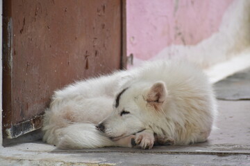 A beautiful Samoyed dog, known for its friendly 