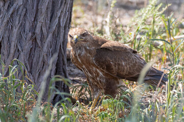 Steppe Buzzard (Buteo buteo vulpinus) aka Common Buzzard hunting on ground  at base of Camel Thorn Tree, Kalahari, South Africa