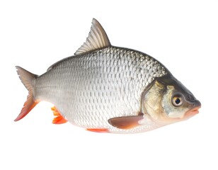 Fototapeta premium Fresh fish, side view