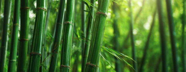 Fototapeta premium The Bamboo Grove in Lush Green Forest with Sunlight Filtering Through Leaves