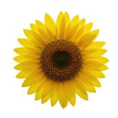 Single Sunflower Flower Isolated On Clean White Background