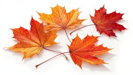 Fototapeta premium Close-up of colorful autumn maple leaves against a pristine white backdrop.