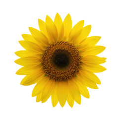 Single Sunflower Flower Isolated On Clean White Background