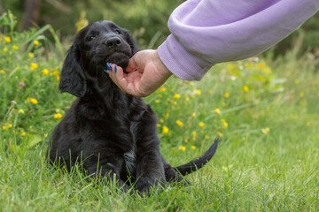 This photo shows a cute black puppy sitting on the grass enjoying a human's affection. A hand is...