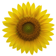 Single Sunflower Flower Isolated On Clean White Background