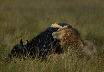 Lion holding a cape buffalo while hunting at Masai Mara, Kenya