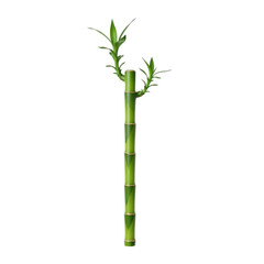 Green bamboo stalk with new growth isolated on transparent background