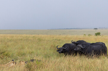 A herd of buffalo moving close to save the member from the claws of lions, Masai Mara, Kenya