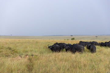 A herd of buffalo moving close to save the member from the claws of lions, Masai Mara, Kenya