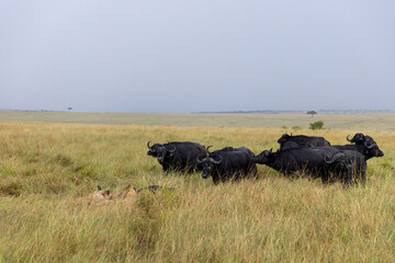 A herd of buffalo trying to save the member gabbed by lion, Masai Mara, Kenya