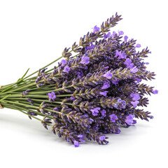Lavender Bouquet With Stems On Clean White Background
