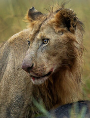 Closeup of a male lion near buffalo kill, Masai Mara, Kenya