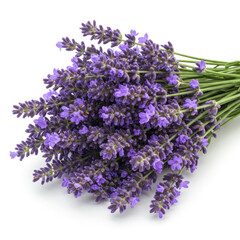 Lavender Bouquet With Stems On Clean White Background