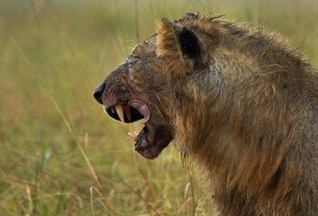 Closeup of a lion soaked with blood and rain water while feeding, Masai Mara, Kenya