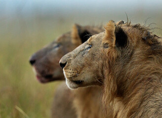 Closeup of a pair of lions soaked with blood and rain water, Masai Mara, Kenya