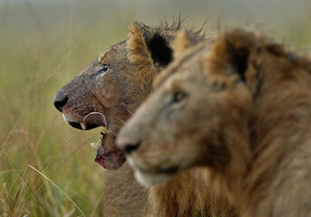 Fototapeta premium Selective focus on back lion soaked with blood and rain water, Masai Mara, Kenya