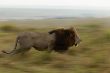 A motion blur image of a male lion walking in the grassland, Masai Mara, Kenya