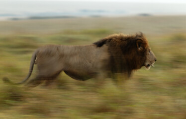 Fototapeta premium A motion blur image of a male lion walking in the grassland, Masai Mara, Kenya