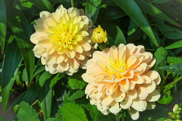 yellow dahlia flower