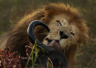 Closeup of a Lion devouring buffalo kill at Masai Mara, Kenya