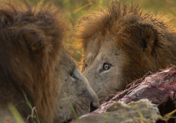 Lions devouring buffalo kill at Masai Mara, Kenya