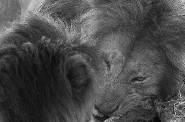 A male lion devouring buffalo kill, Masai Mara, Kenya