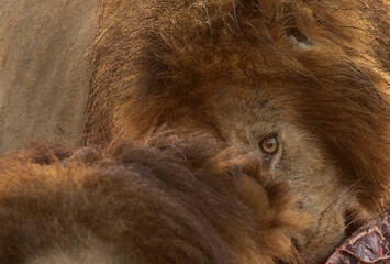 A male lion eye while devouring buffalo kill at Masai Mara, Kenya