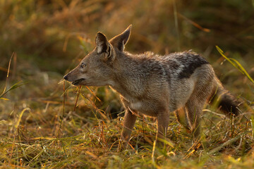 Backlit image of a black backed Jackal feeding on remains of buffalo kill at Masai mara, Kenya
