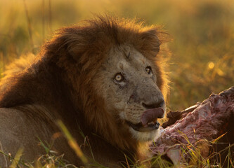 A backlit image of a male lion devouring buffalo kill at Masai Mara, Kenya