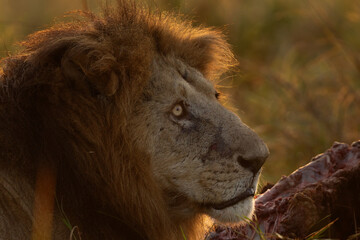 Closeup of a male lion near a buffalo kill at Masai Mara, Kenya. A backlit image.