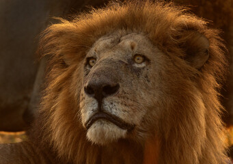 Obraz premium Portrait of a male lion at Masai Mara, Kenya. A backlit image.