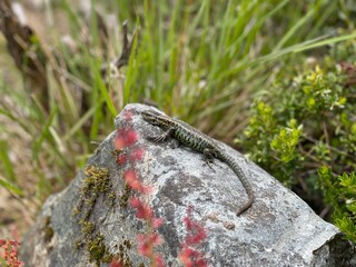 Lizard of the South American cold forest