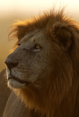A backlit image of a male lion at Masai Mara, Kenya
