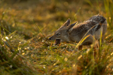 Backlit image of a black backed Jackal feeding at Masai mara, Kenya