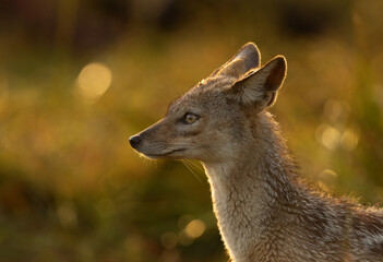 A black backed Jackal at Masai mara, Kenya