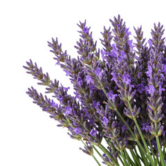 Obraz premium Fresh Lavender Flower Bundle Isolated On White Background