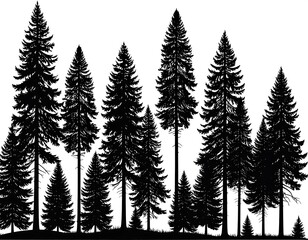 Fototapeta premium Silhouettes of tall evergreens