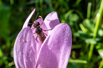 Pflanzenwespen, Sägewespen, Symphyta in einer Herbstzeitlose am Morgen früh, Plant wasps Sawflies in an autumn crocus