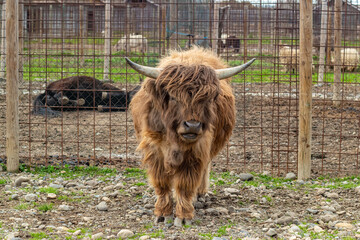 Young highland cow with thick brown fur and short horns standing alone on rocky ground
