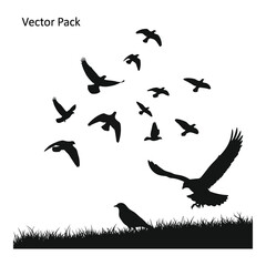 Fototapeta premium Silhouette flock of birds soaring high in the sky with a majestic eagle leading the way silhouette