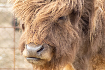 Detailed portrait of a highland cow highlighting its fluffy coat and rustic horn in natural light