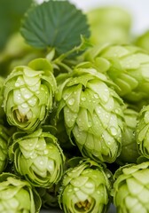 Fototapeta premium Fresh hop cones close up