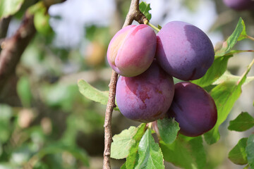 Ripe purple Victoria Plums growing on a plum tree 