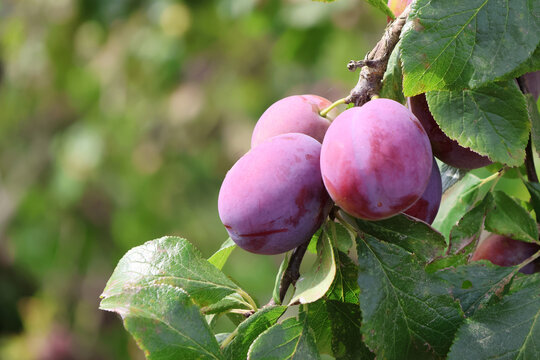 Ripe purple Victoria Plums growing on a plum tree in England