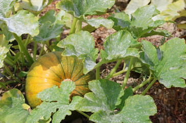 Squash pumpkins growing in a pumpkin patch in the UK in late  summer